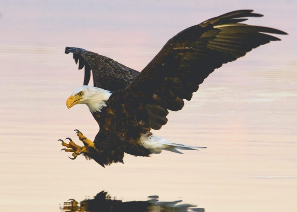 White tailed eagle in Iceland