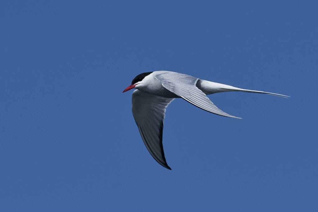 arctic terns in Iceland