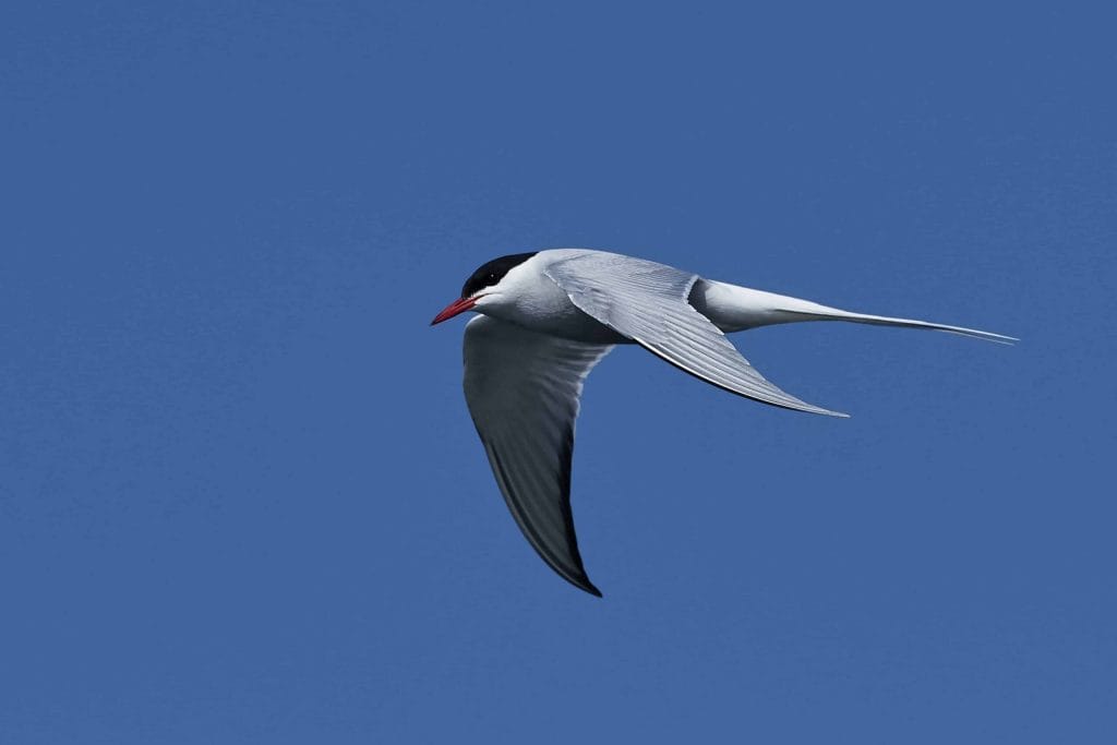 arctic terns in Iceland