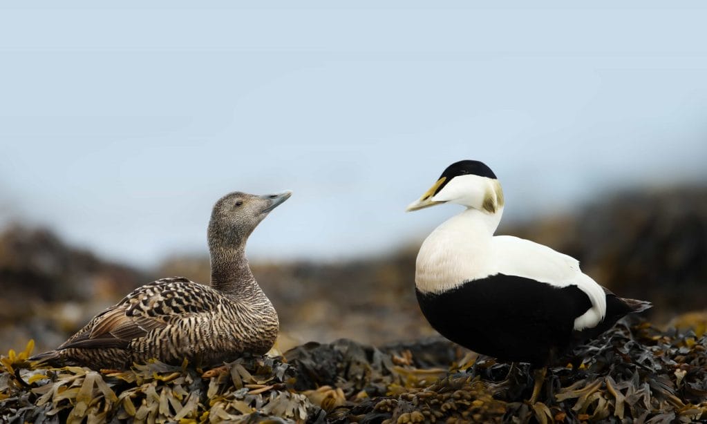 birds in Iceland