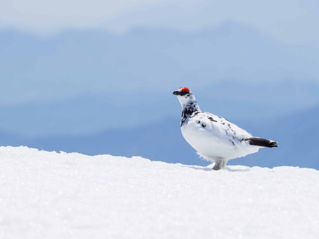 rock ptarmigans in Iceland