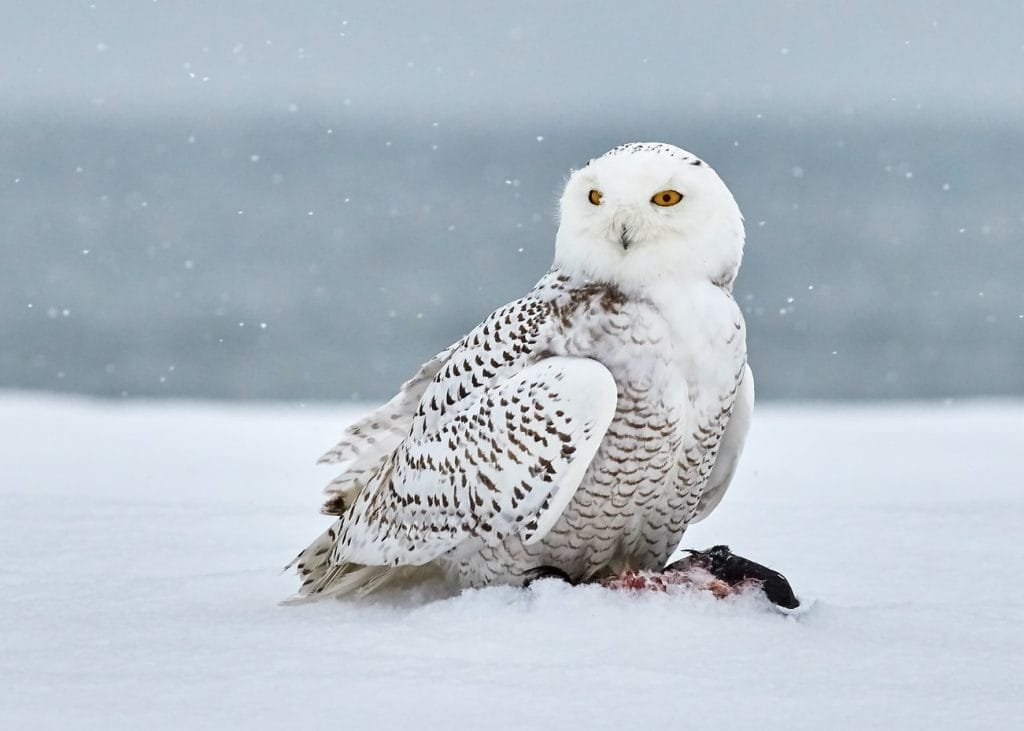snowy owl in Iceland