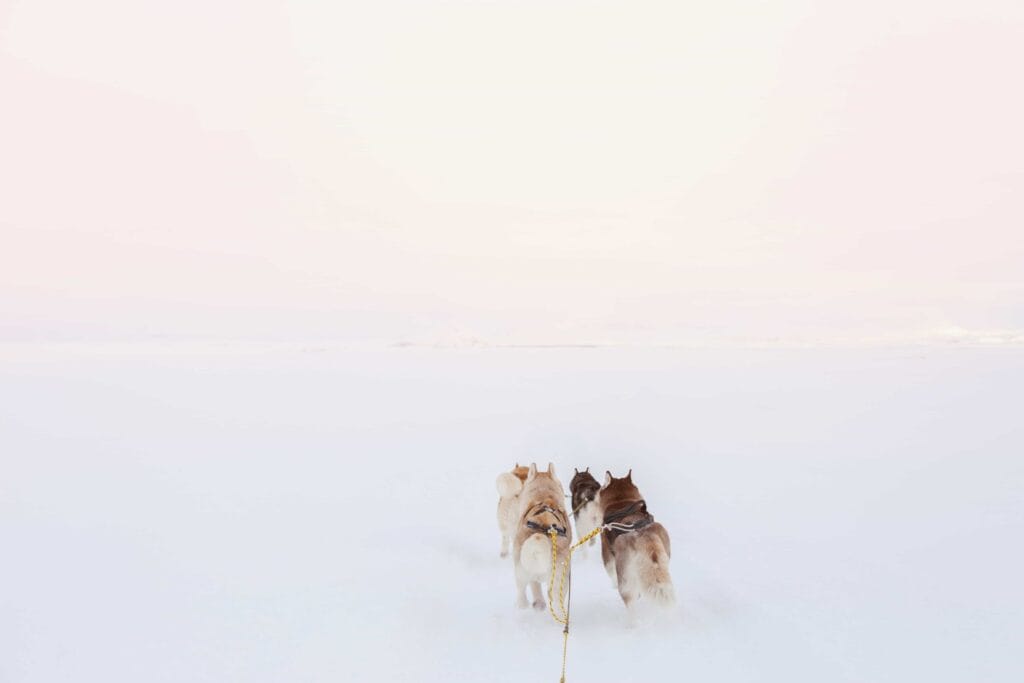 Dog Sledding in Iceland