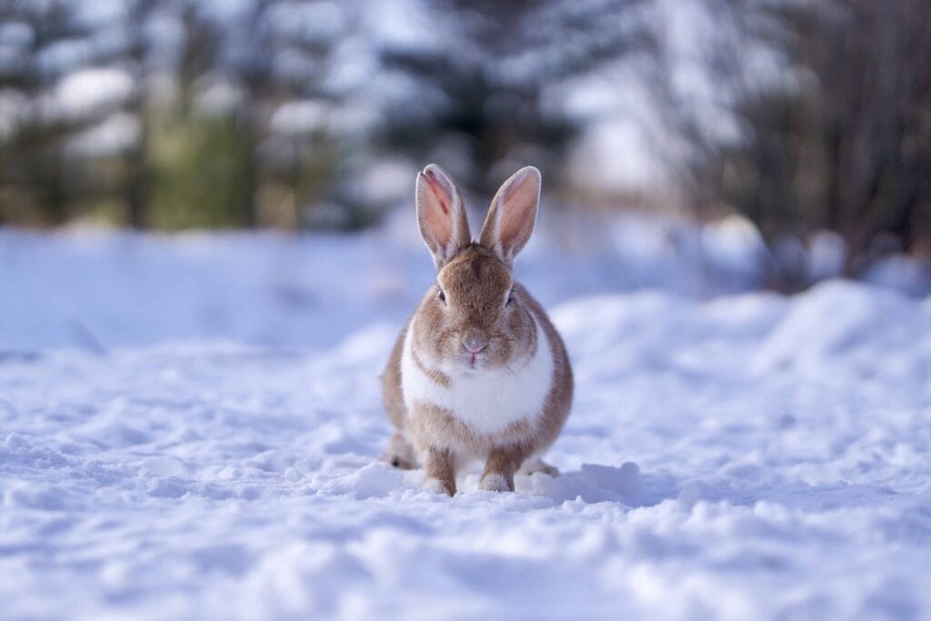 Icelandic Easter Rabbits