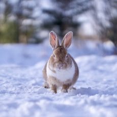 Icelandic Easter Rabbits