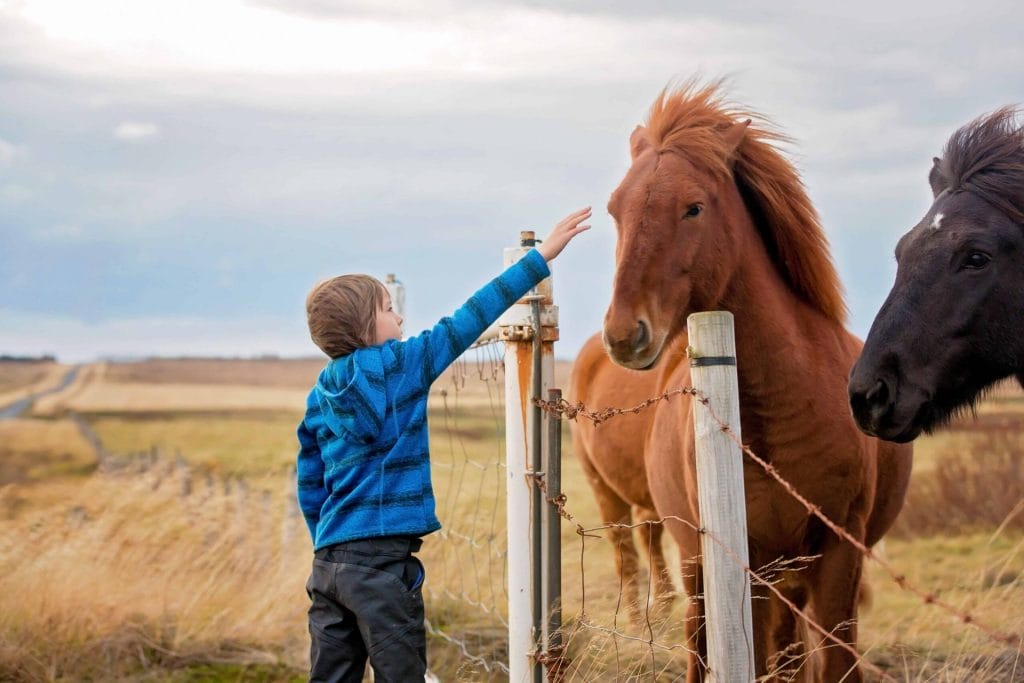 Iceland Family Travel, little kid with Icelandic horse in Iceland