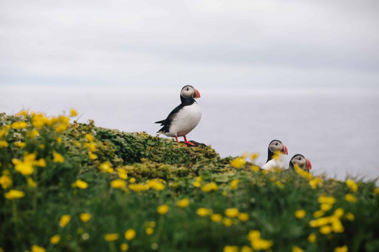 Grímsey Island - Iceland Travel Guide