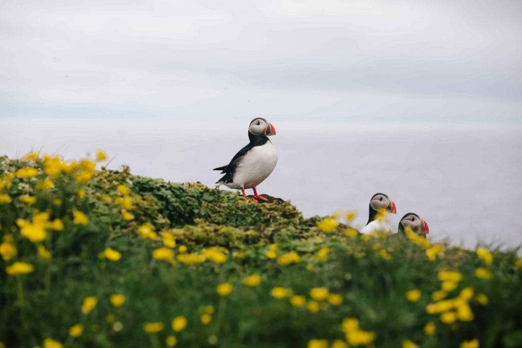 Grímsey Island
