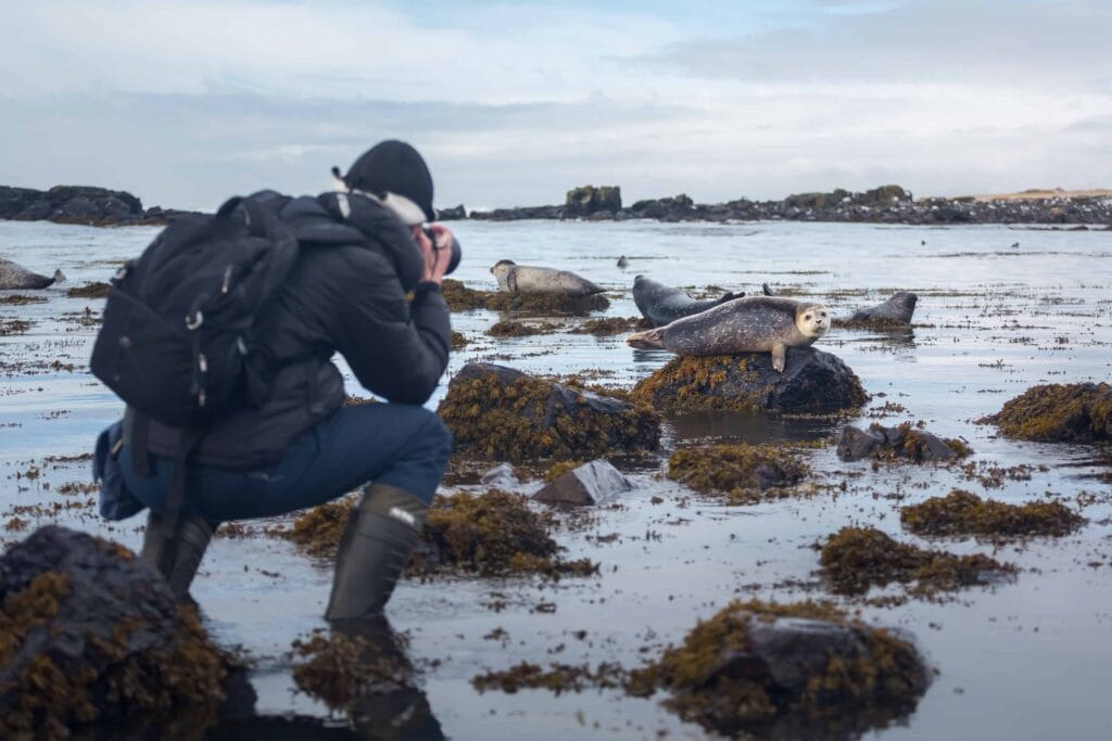 Iceland photo tours, Iceland Wildlife Photography