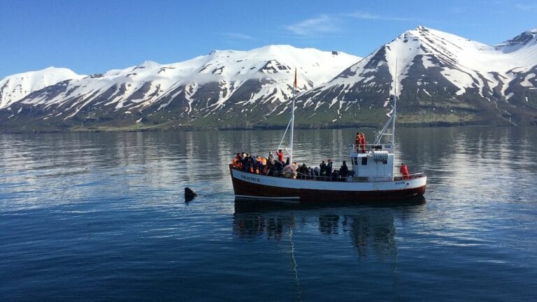 Dalvík whale watching