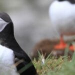 puffins on Flatey Island- North Iceland Travel Booking
