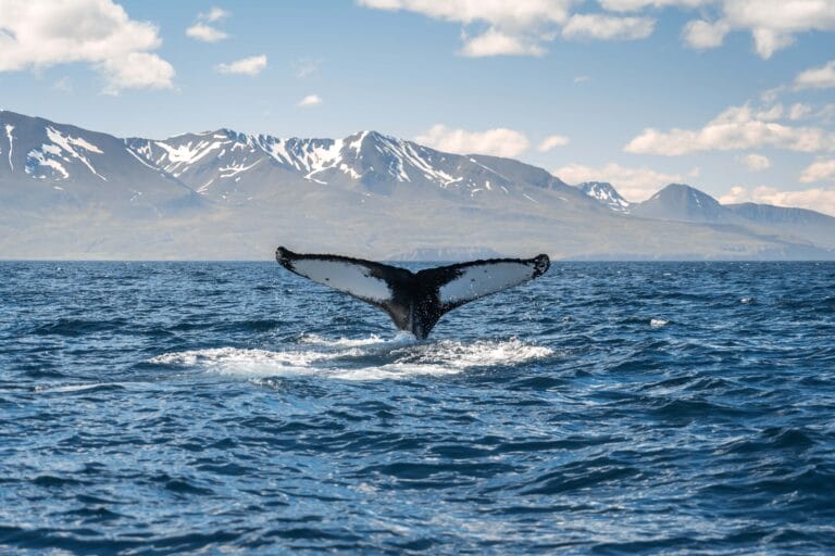 Húsavík whale watching