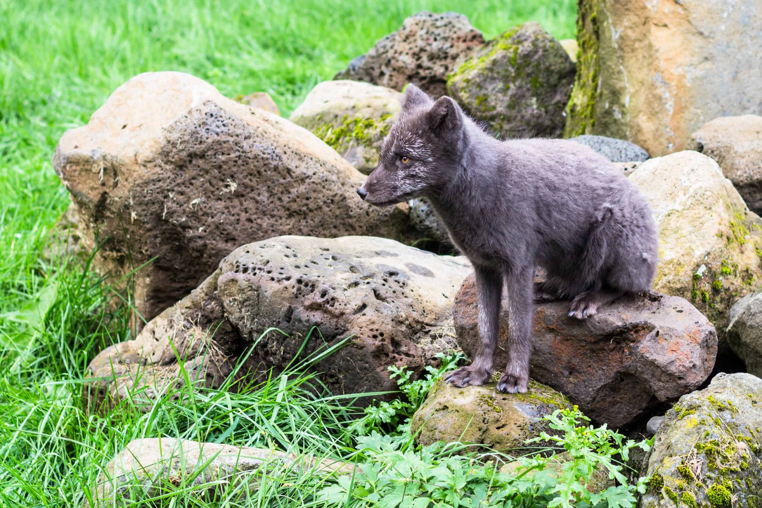 Húsdýragarðurinn Zoo in Reykjavik Iceland Travel Guide