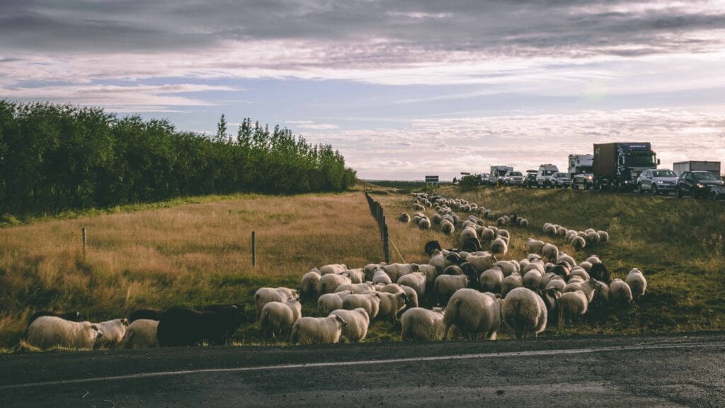 Icelandic Sheep - Réttir - Annual Sheep Gathering in Iceland