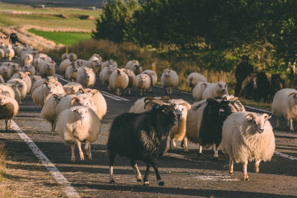 Icelandic Sheep - Réttir - Annual Sheep Gathering in Iceland