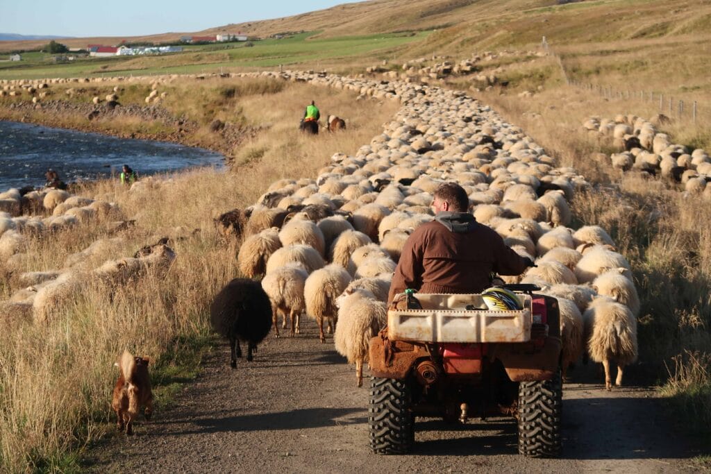 Icelandic Sheep - Réttir - Annual Sheep Gathering in Iceland