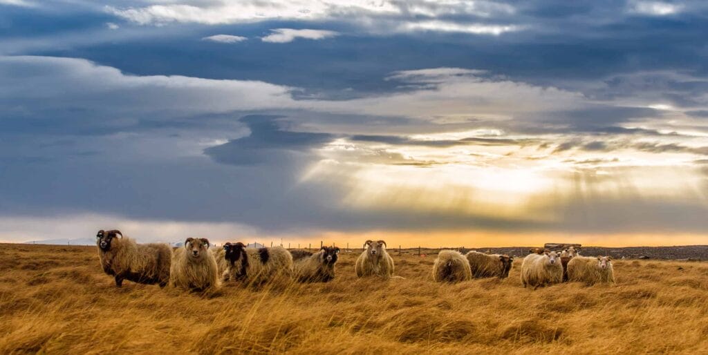 Icelandic Sheep - Réttir - Annual Sheep Gathering in Iceland