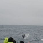 Whale Watching Iceland, Whale Watching Iceland tour, Luxury Whale Watching & Puffins, whale watching on a yacht in Iceland