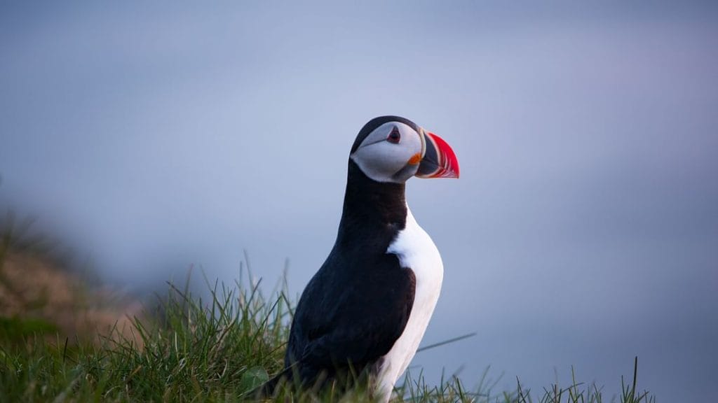 Luxury Whale Watching & Puffins - Iceland Travel packages