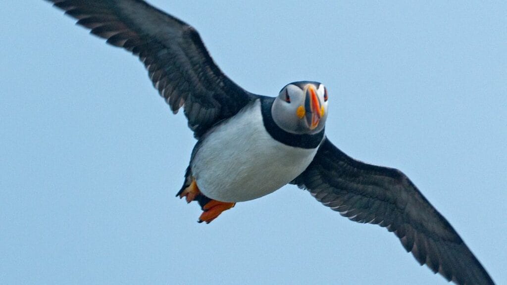 Iceland birds, bird of Iceland, Iceland wildlife, Iceland birding tours, Iceland bird watching tours, puffin and whale watching iceland