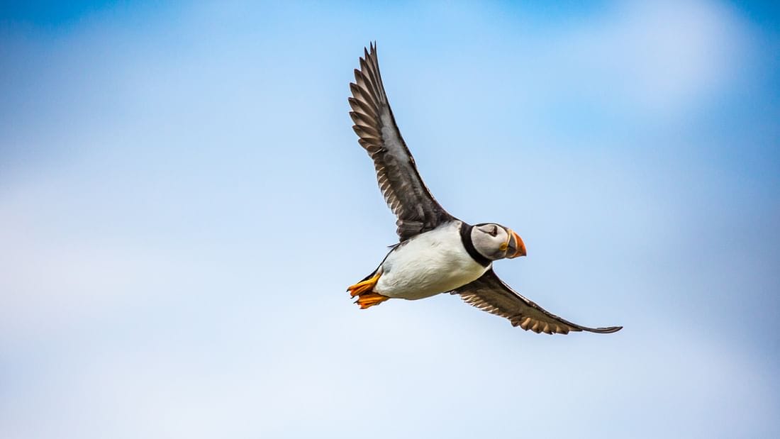 Iceland birds, bird of Iceland, Iceland wildlife, Iceland birding tours, Iceland bird watching tours, puffin and whale watching iceland - whale watching on a yacht in Iceland, husavik puffin, puffin flying