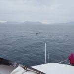 Luxury Whale Watching & Puffins, whale watching on a yacht in Iceland