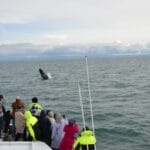 Luxury Whale Watching & Puffins, whale watching on a yacht in Iceland