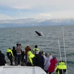 Luxury Whale Watching & Puffins - Iceland Packages