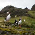 Iceland birds, bird of Iceland, Iceland wildlife, Iceland birding tours, Iceland bird watching tours, puffins on the Private tour to Westman Islands