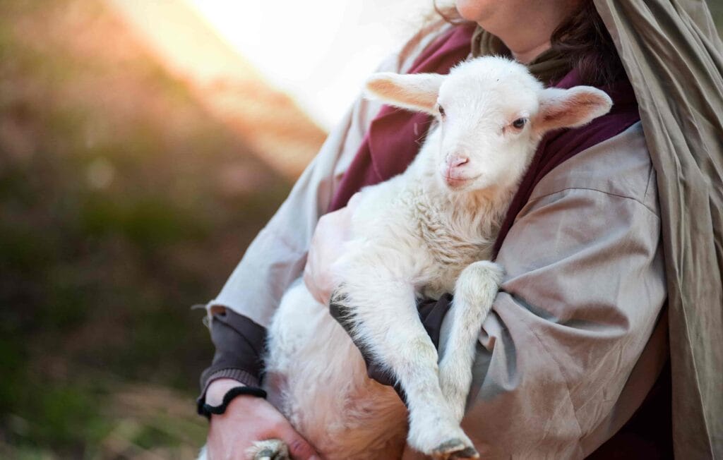 lamb in Slakki petting zoo