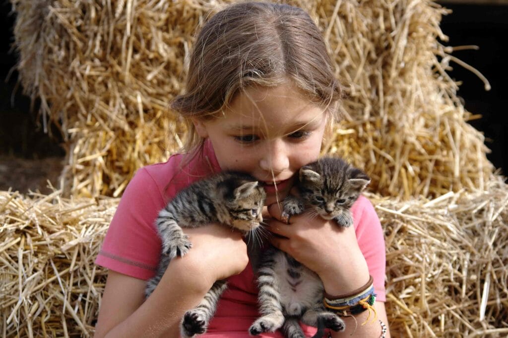 kittens in Slakki petting zoo