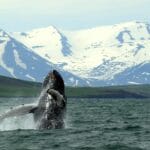 Whale Watching in Akureyri north Iceland