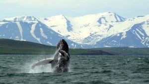 Whale Watching in Akureyri north Iceland