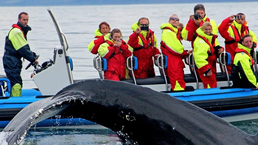 Whale Watching Iceland, Whale Watching Iceland tour, RIB speed boat whale watching tour in Húsavík