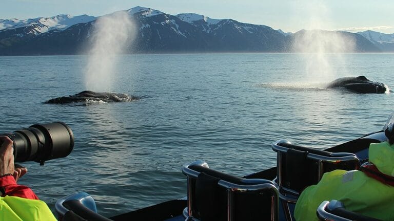 RIB speed boat whale watching tour in Húsavík