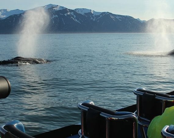 Whale Watching Iceland, Whale Watching Iceland tour, RIB speed boat whale watching tour in Húsavík