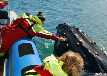 Husavik Whale Watching & Puffins - RIB boat