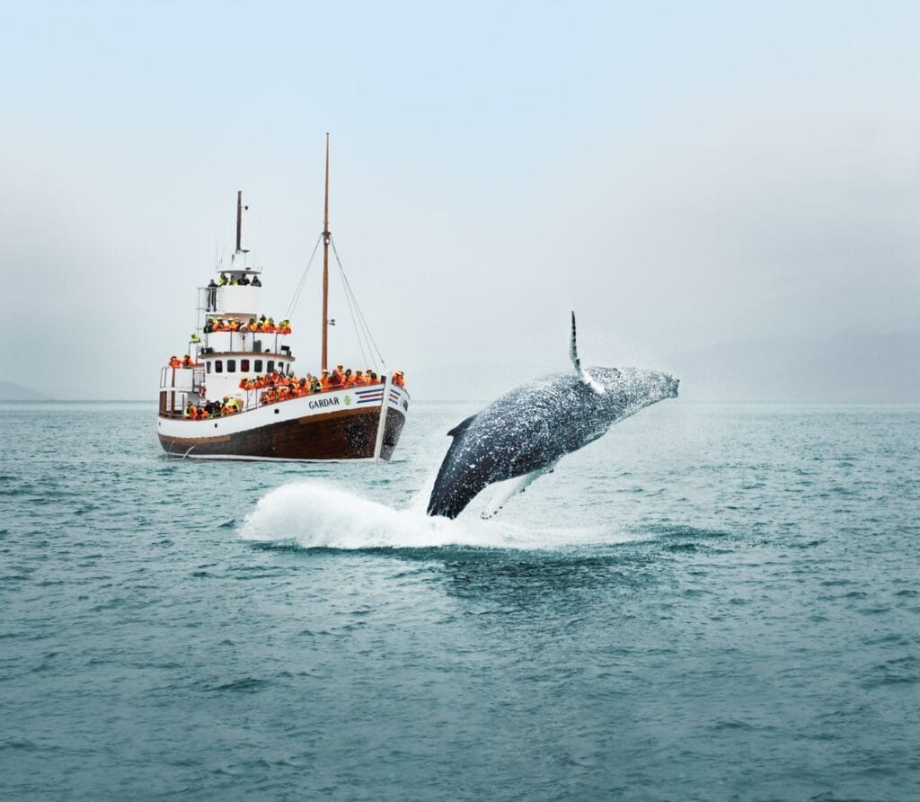 Husavik Whale Watching - Book Whale Watching in Iceland