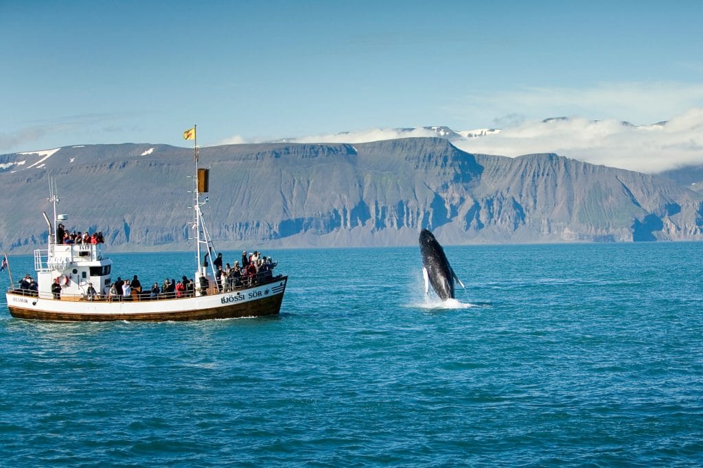 Husavik Whale Watching - Book Whale Watching in Iceland