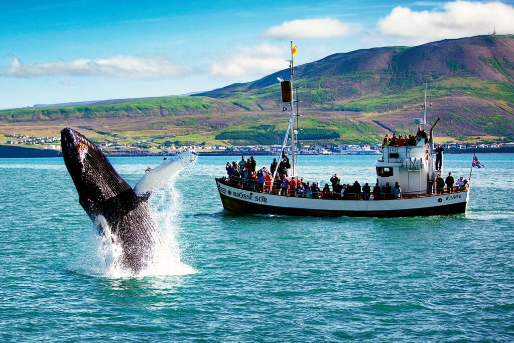 Husavik Whale Watching - Book Whale Watching in Iceland