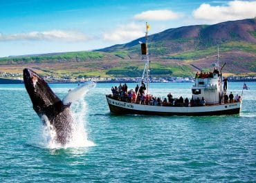 Húsavík Whale Watching - Original Tour