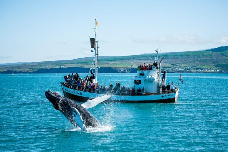 Husavik Whale Watching - Book Whale Watching in Iceland