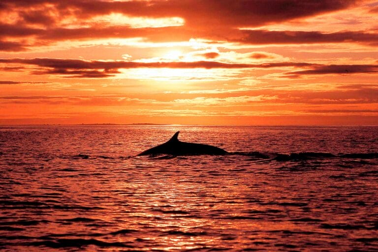 sunset at Husavik Whale Watching - Book Whale Watching in Iceland