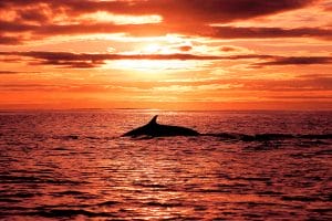 sunset at Husavik Whale Watching - Book Whale Watching in Iceland