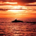 sunset at Husavik Whale Watching - Book Whale Watching in Iceland