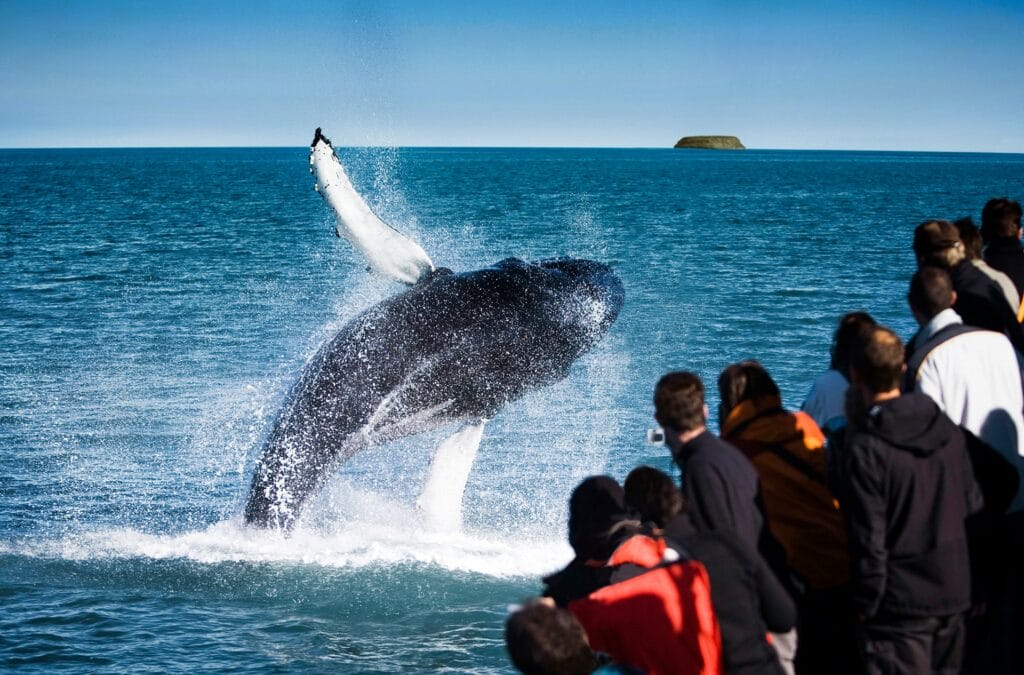 Husavik Whale Watching - Book Whale Watching in Iceland