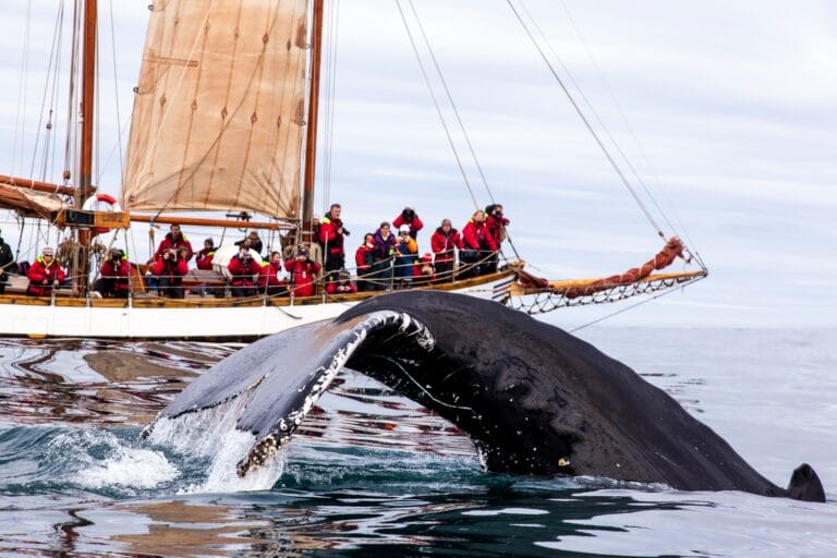 Husavik Whale Watching - Book Whale Watching in Iceland