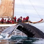 Husavik Whale Watching - Book Whale Watching in Iceland