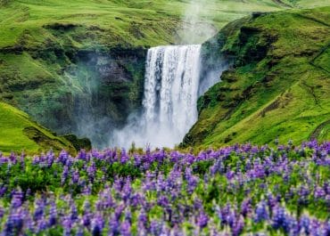 Tours to Waterfalls in Iceland, Iceland Travel Guide, Book Iceland tours, Book Iceland Trips, Iceland tour guide, Iceland travel packages, Lupines at Skógafoss Waterfall - South Iceland Packages
