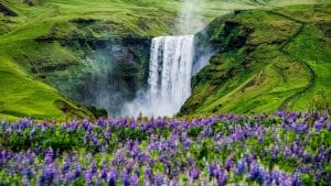 Tours to Waterfalls in Iceland, Iceland Travel Guide, Book Iceland tours, Book Iceland Trips, Iceland tour guide, Iceland travel packages, Lupines at Skógafoss Waterfall - South Iceland Packages